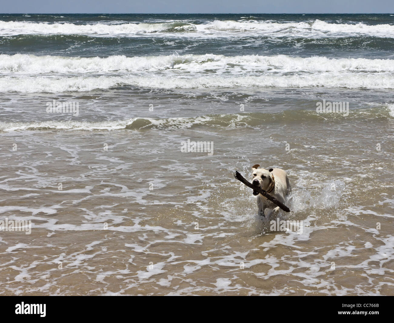 Labrador abrufen Stock geworfen in Brandung am Strand Stockfoto