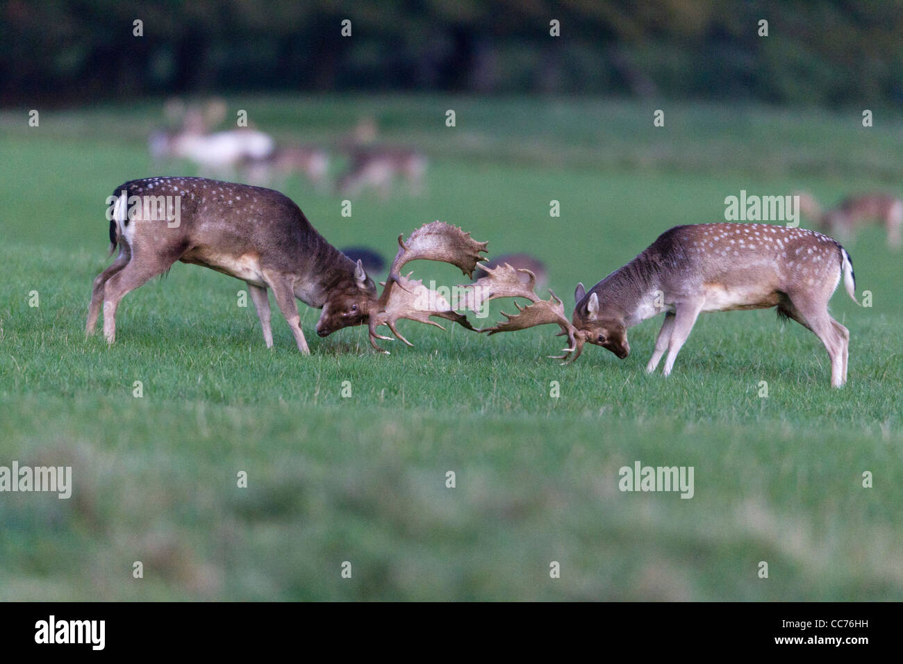 Damhirsch (Dama Dama), zwei Böcke kämpfen während der Brunft, Royal Deer Park, Klampenborg, Kopenhagen, Seeland, Dänemark Stockfoto