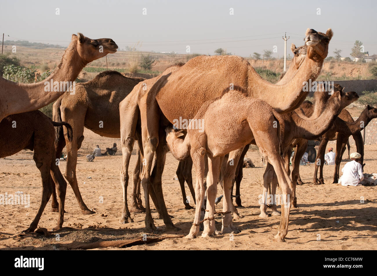 Baby Kamelhaar Spanferkel, Camel Fair, Pushkar, Rajasthan, Indien Stockfoto