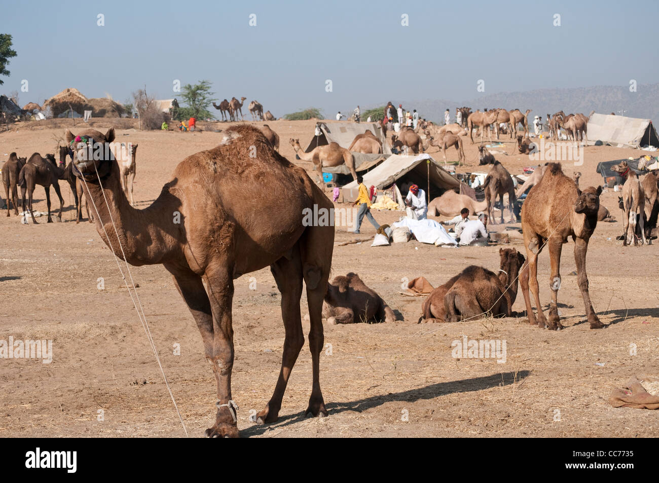 Kamel Messe, Pushkar, Rajasthan, Indien Stockfoto