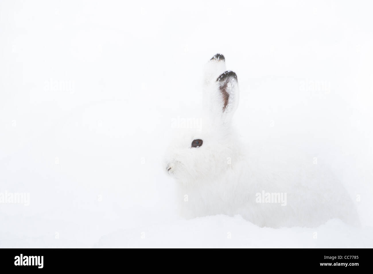 Schneehase (Lepus Timidus lat.) mit weißem Fell sitzen im Schnee im winter Stockfoto