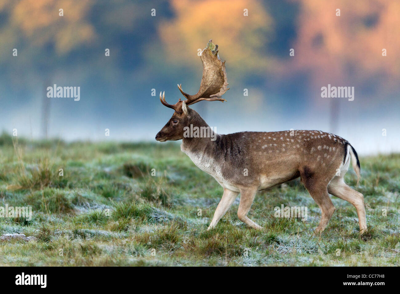 Damhirsch (Dama Dama), Buck während der Brunft, Royal Deer Park, Klampenborg, Kopenhagen, Seeland, Dänemark Stockfoto