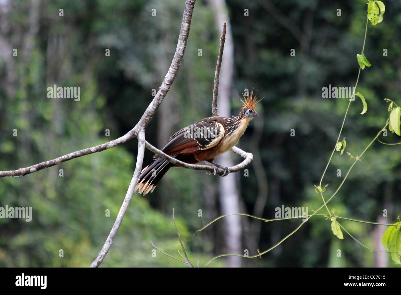 Eine schöne Hoatzin (aka Stinkbird) im peruanischen Amazonasgebiet Stockfoto