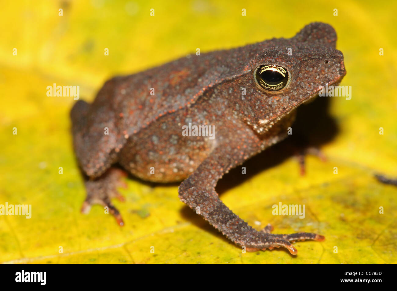 Eine nicht identifizierte Baby Kröte aus dem peruanischen Amazonas (wahrscheinlich eine neue Spezies!) Stockfoto