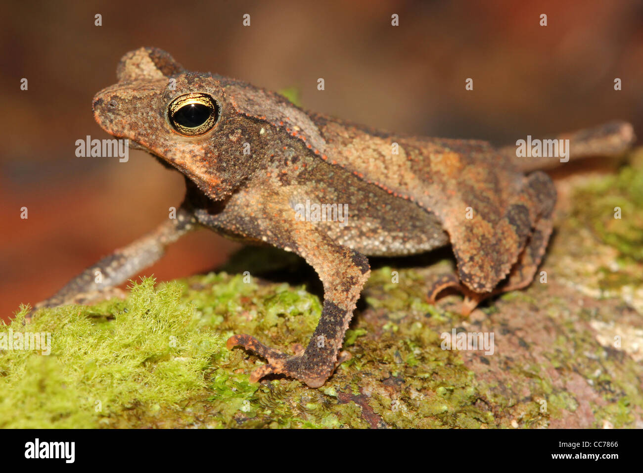 Eine niedliche kleine Toten-Blatt imitieren Kröte im peruanischen Amazonasgebiet Stockfoto