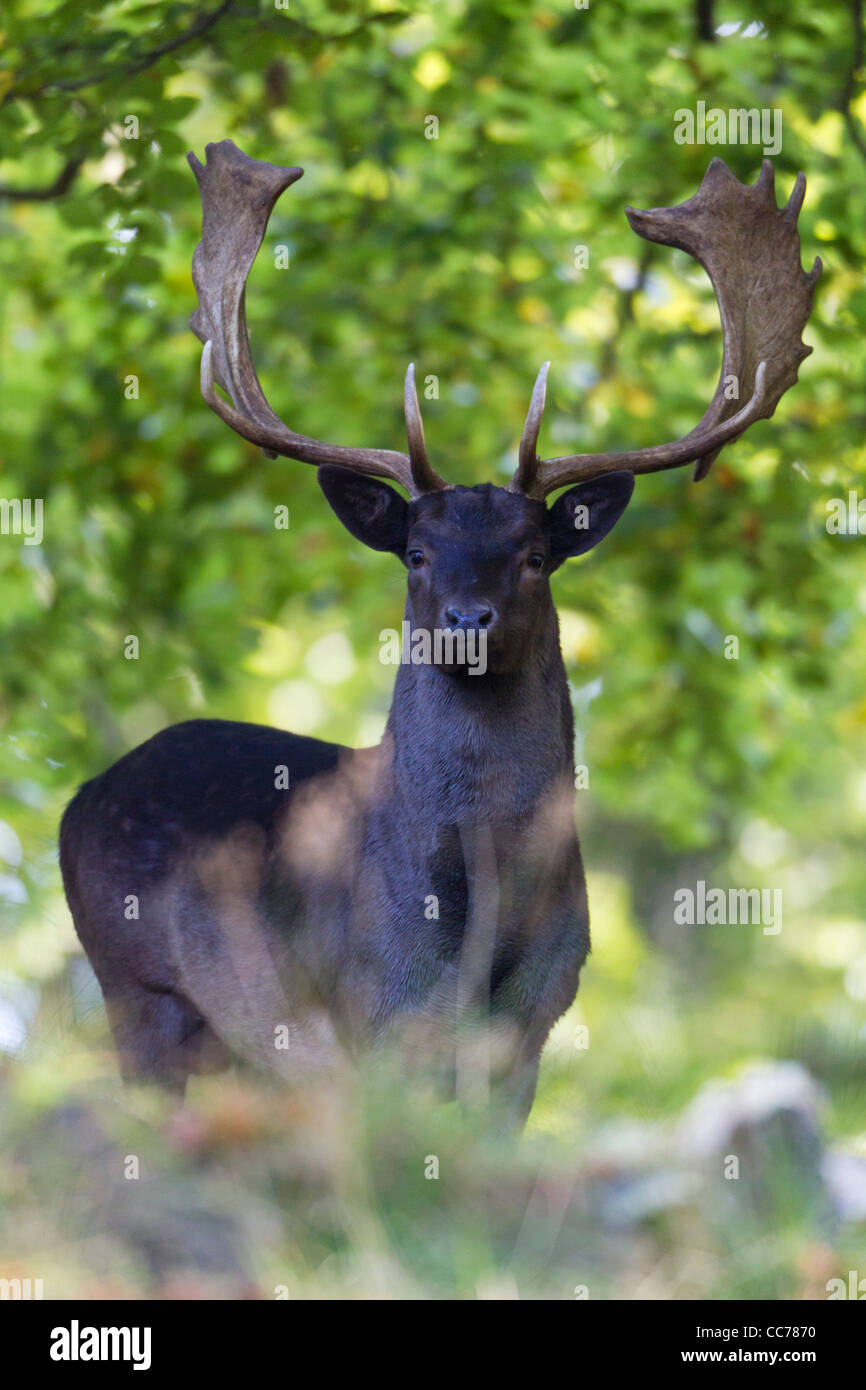 Damwild, Rotwild (Dama Dama), Black Buck Aler, Royal Deer Park, Klampenborg, Kopenhagen, Seeland, Dänemark Stockfoto
