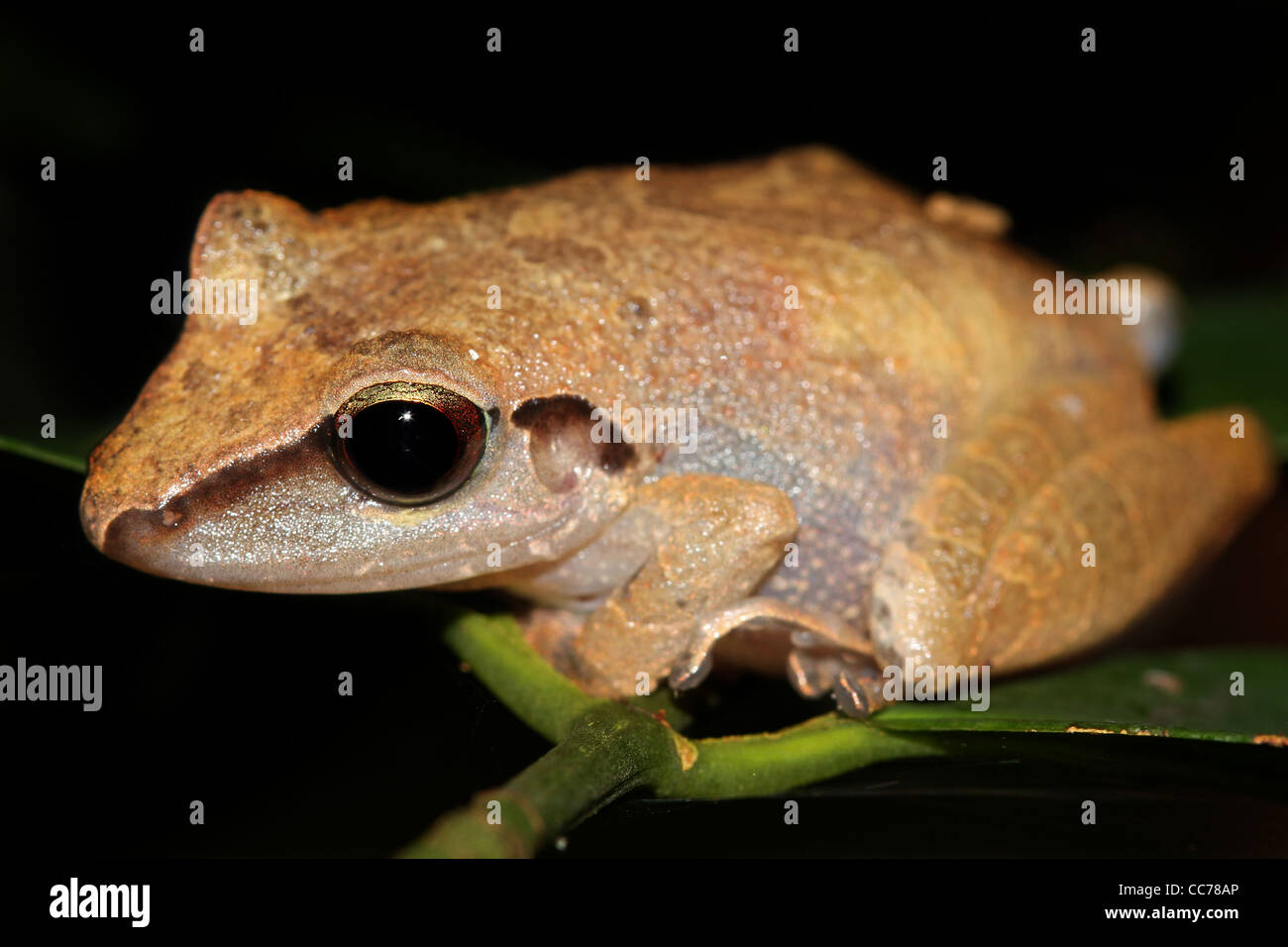 Die peruanischen Regen Frosch (Pristimantis Peruvianus) im Amazonas-Dschungel Stockfoto
