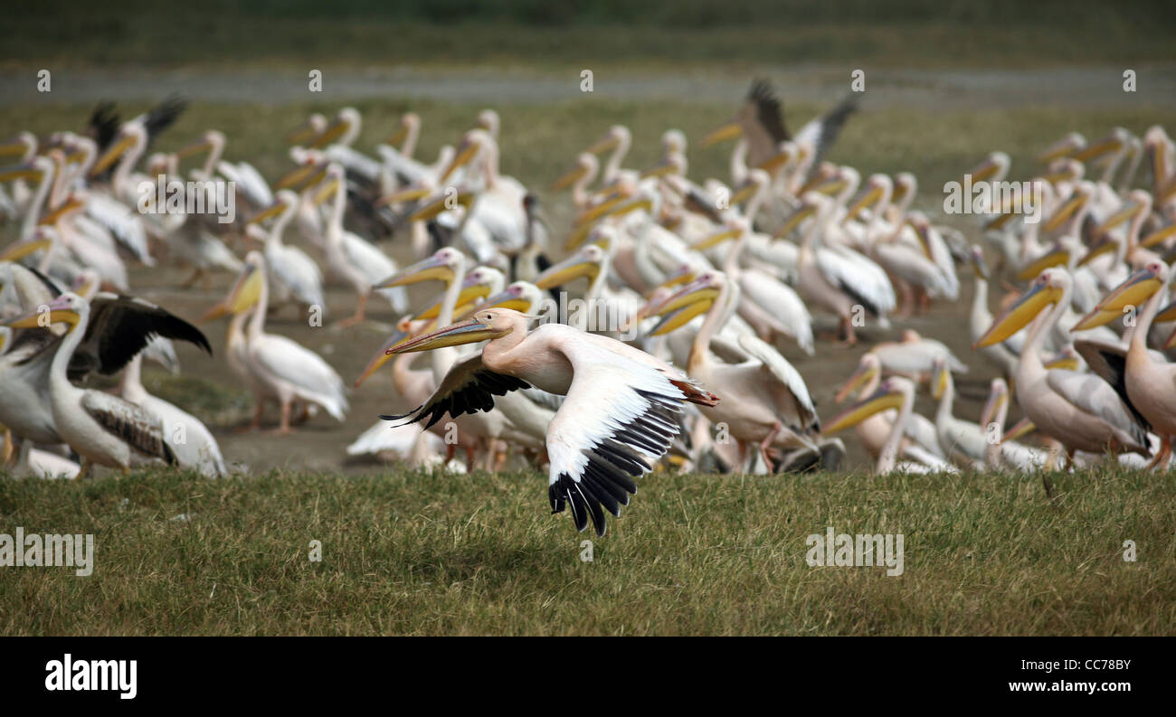 Pelikane, Lake-Nakuru-Nationalpark, Kenia, Ostafrika. Stockfoto