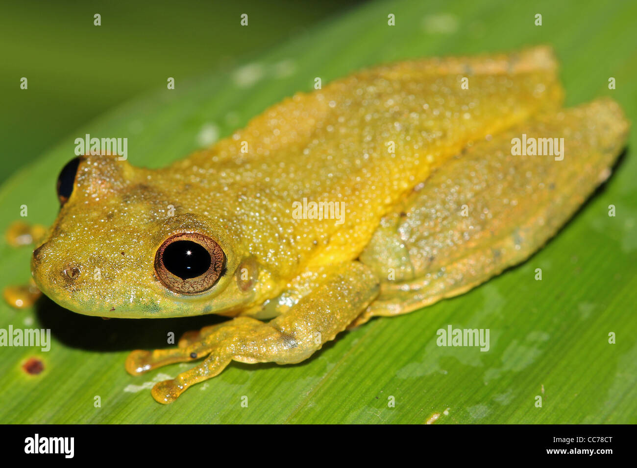 Eine niedliche Amazon Snouted-Frosch (Scinax Ictericus) in den peruanischen Amazonas-viel Platz für text Stockfoto