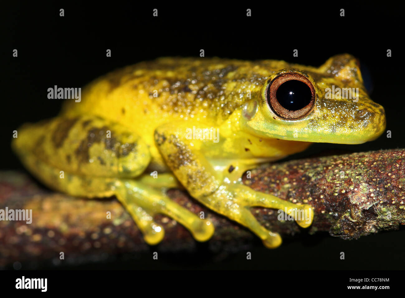 Eine niedliche Amazon Snouted-Frosch (Scinax Ictericus) in den peruanischen Amazonas-viel Platz für text Stockfoto