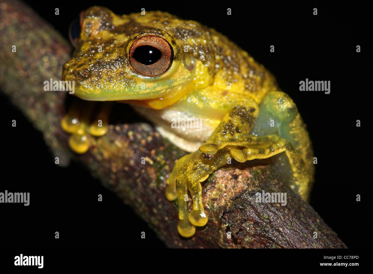 Eine niedliche Amazon Snouted-Frosch (Scinax Ictericus) in den peruanischen Amazonas-viel Platz für text Stockfoto