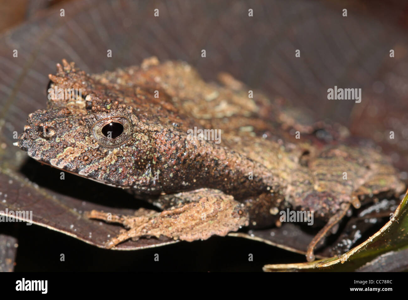 Eine niedliche Eyelashed Wald Frosch (Edalorhina Perezi) im peruanischen Amazonasgebiet Stockfoto