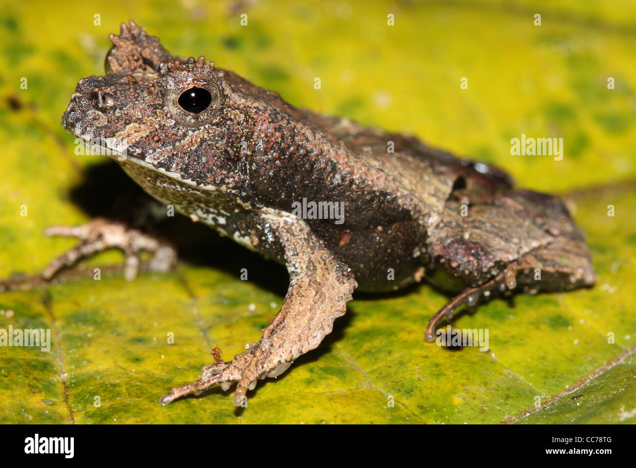 Eine niedliche Eyelashed Wald Frosch (Edalorhina Perezi) im peruanischen Amazonasgebiet Stockfoto