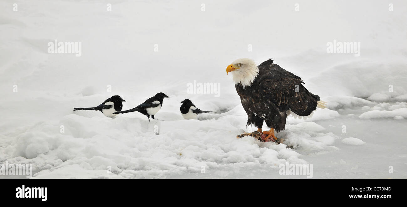 Glatze Eaglee auf einer Eisscholle isst einen Lachs. In der Nähe Elster Stockfoto