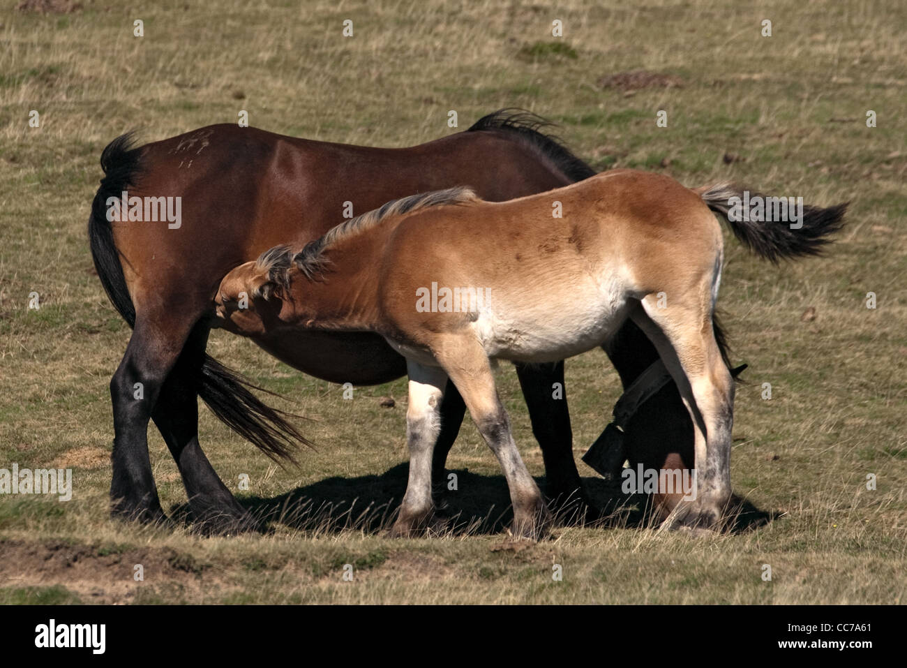 Stute & Fohlen, Paso Tapia, Navarra, westliche Pyrenäen, Spanien in der Nähe des Iratiwaldes Stockfoto