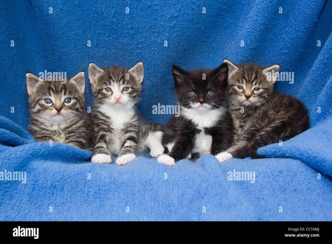 Hauskatze, vier Kätzchen sitzen in einer Reihe auf einer Decke, Niedersachsen, Deutschland Stockfoto
