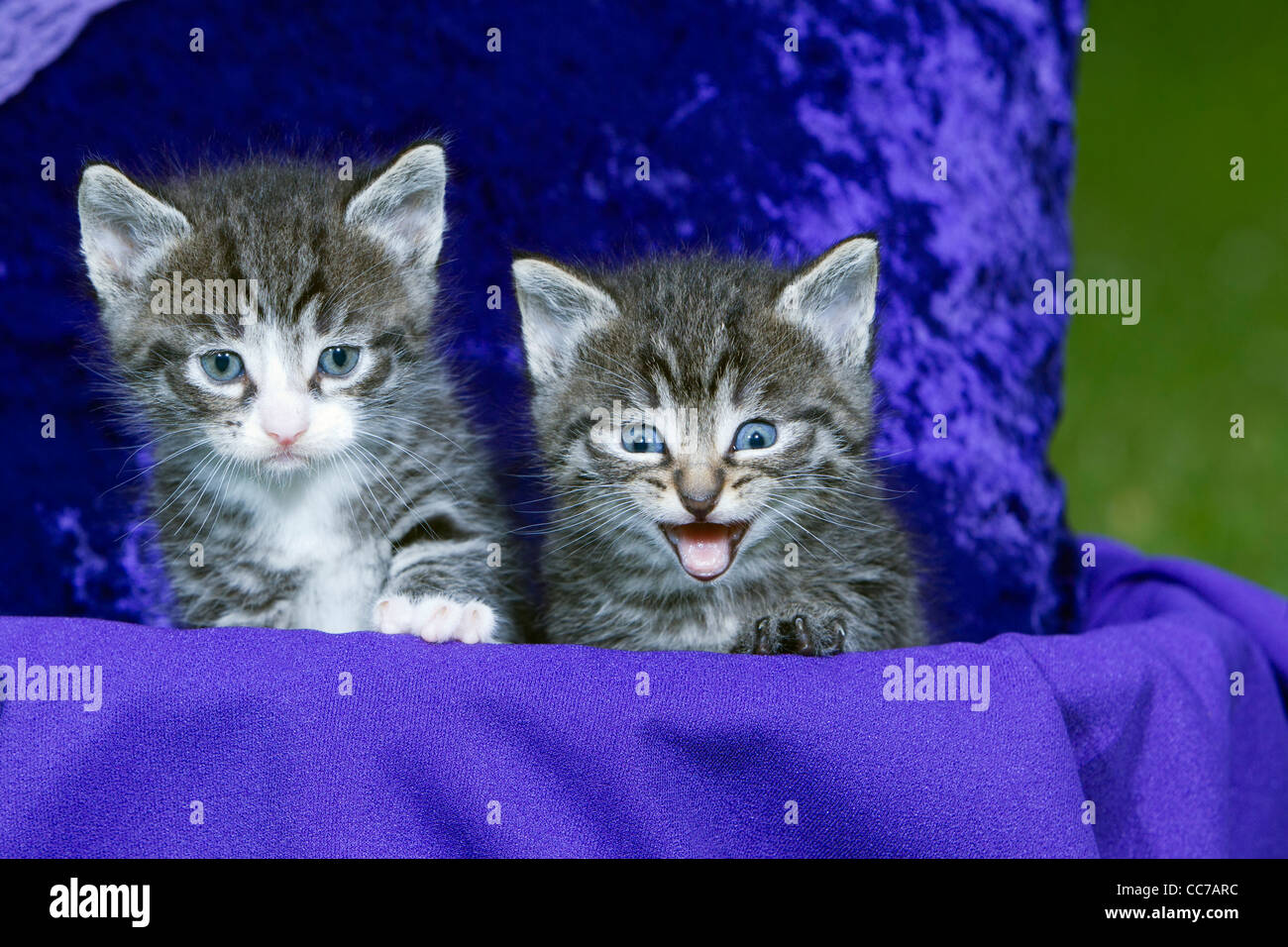 Hauskatze, zwei Kätzchen im Korb, Niedersachsen, Deutschland Stockfoto