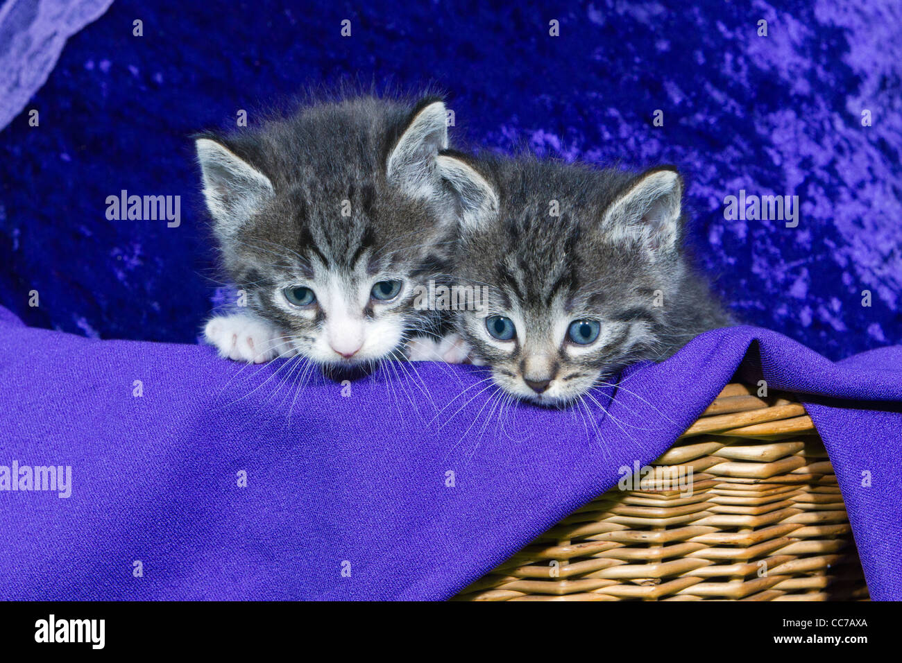 Hauskatze, zwei Kätzchen Peering aus Korb, Niedersachsen, Deutschland Stockfoto