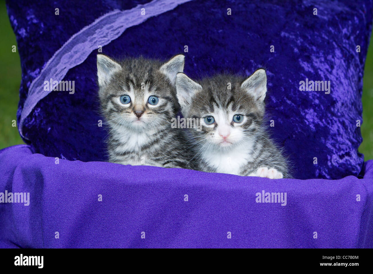 Hauskatze, zwei Kätzchen im Korb, Niedersachsen, Deutschland Stockfoto