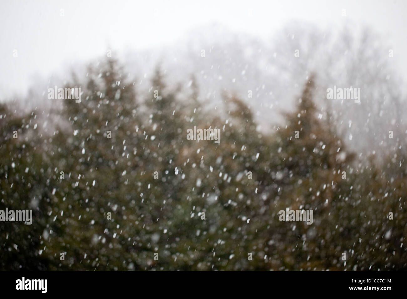 Fallende Schneeflocken gefangen in der Kamera wie ein Schneesturm Tannen im Hintergrund deckt Stockfoto
