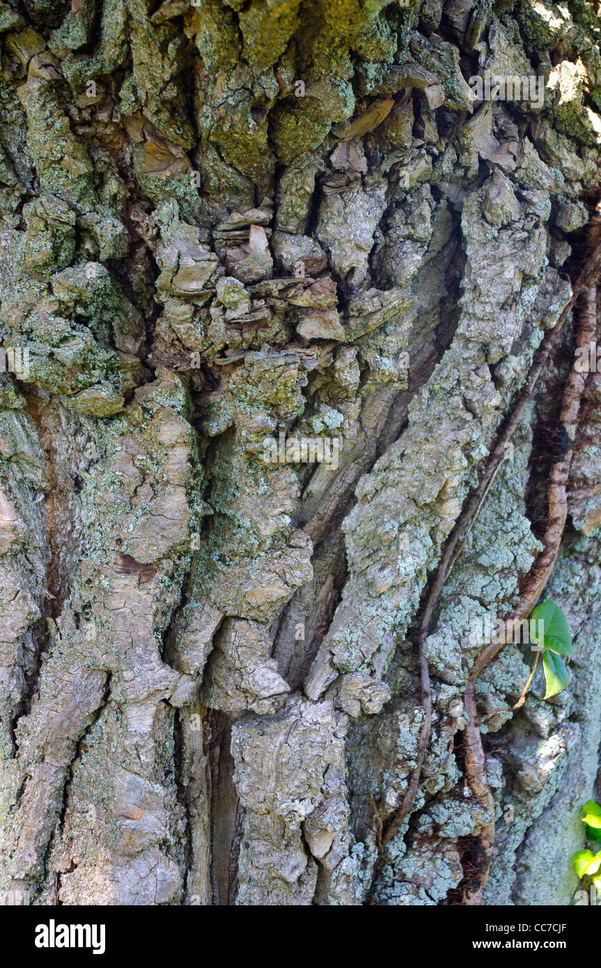 Poison Ivy (Toxicodendron Radicans) vining es ist ein Weg nach oben eine alte Chesnut-Eiche (Quercus Prunis.) zwischen Furchen im Kofferraum Stockfoto