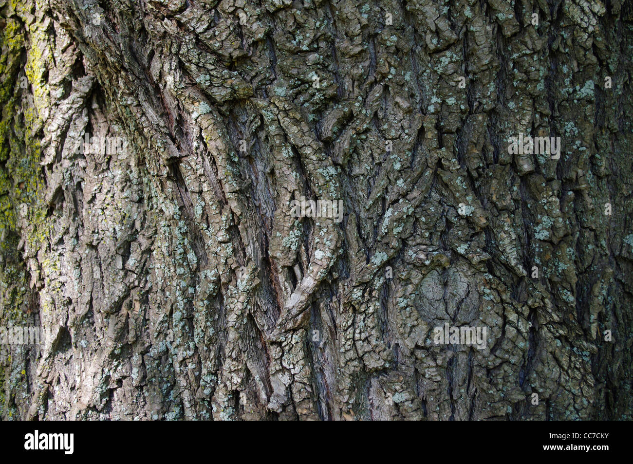 Grobe grau braun Rinde der alten Baum Trauerweide (Salix Babylonica) Stockfoto