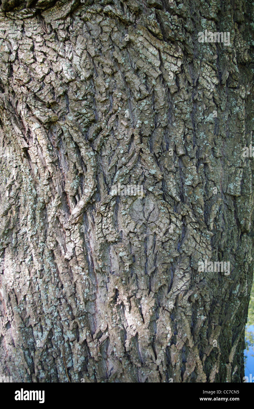 Grobe grau braun Rinde der alten Baum Trauerweide (Salix Babylonica) Stockfoto