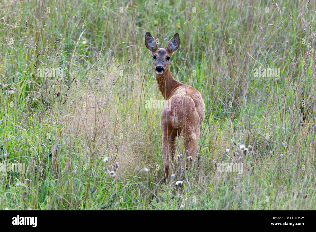 Rie Reh (Capreolus Caprolus), Doe-Alarm lange Gras, Niedersachsen, Deutschland Stockfoto