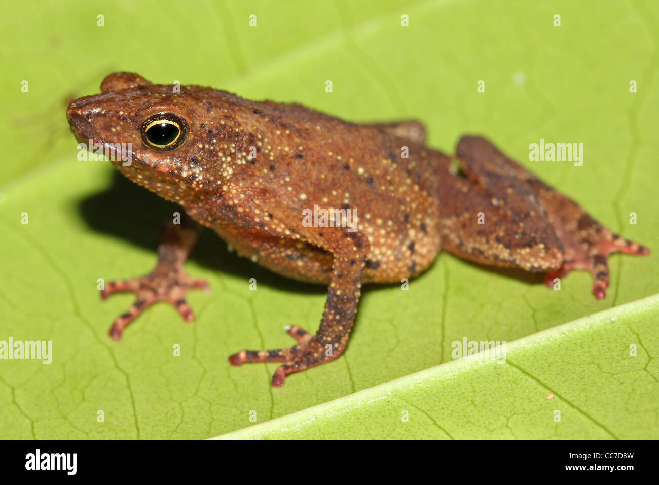 Eine süße lila Bellied Blatt Kröte (Dendrophryniscus Minutus) in den peruanischen Amazonas-viel Platz für text Stockfoto