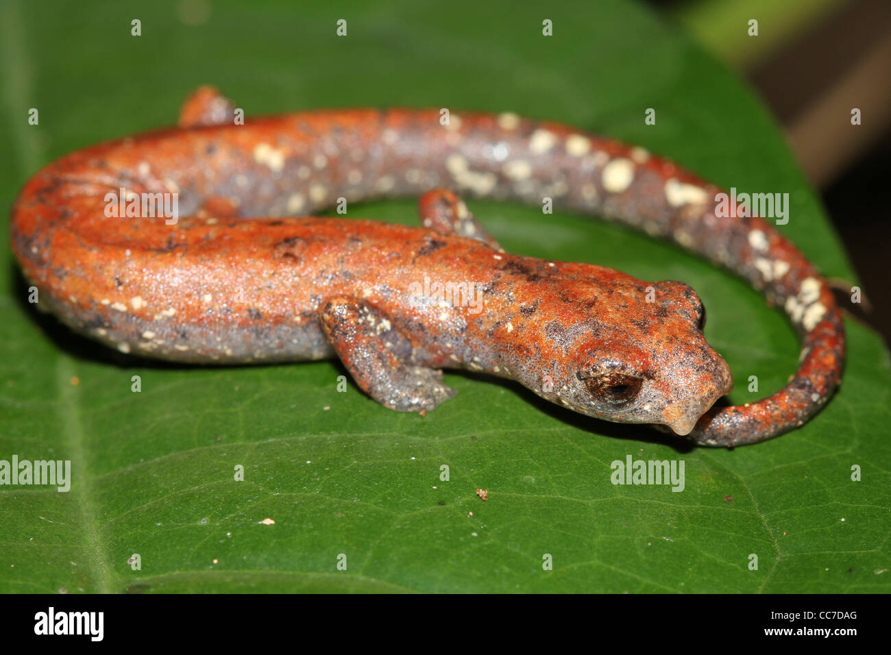 Die niedlichen Amazon Klettern Salamander (Bolitoglossa Altamazonica) im peruanischen Amazonasgebiet Stockfoto