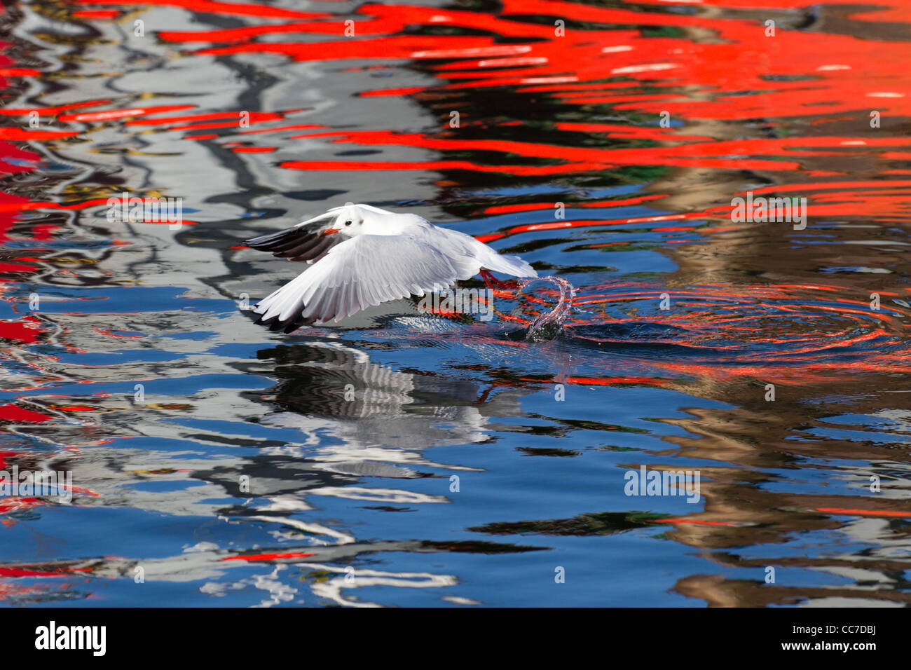 Lachmöwe (Larus Ridibundus), fliegen über Hafen Gewässer und Aufräumvorgang Essen, Gillelije, Seeland, Dänemark Stockfoto