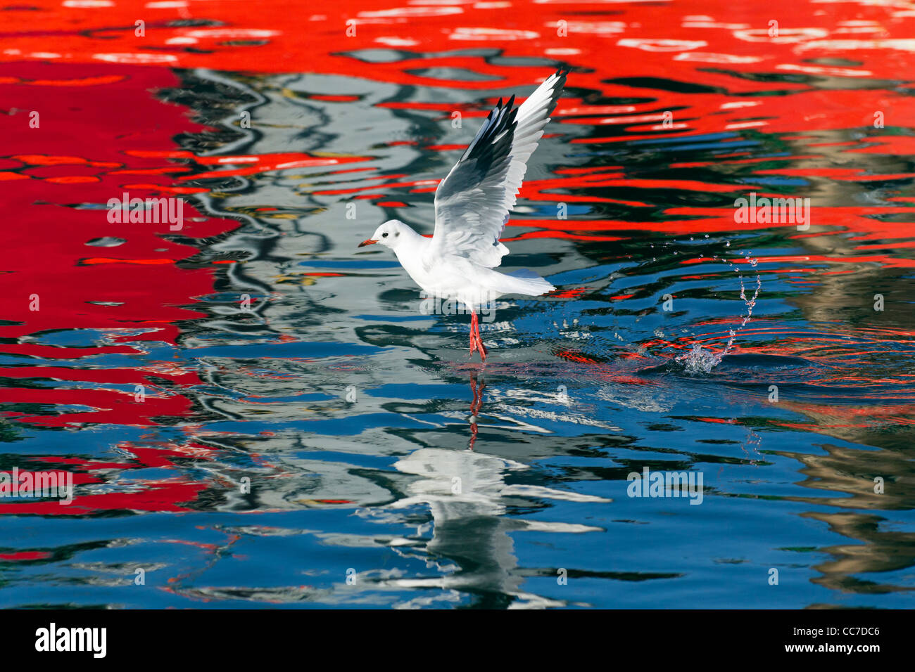 Lachmöwe (Larus Ridibundus), fliegen über Hafen Gewässer und Aufräumvorgang Essen, Gillelije, Seeland, Dänemark Stockfoto