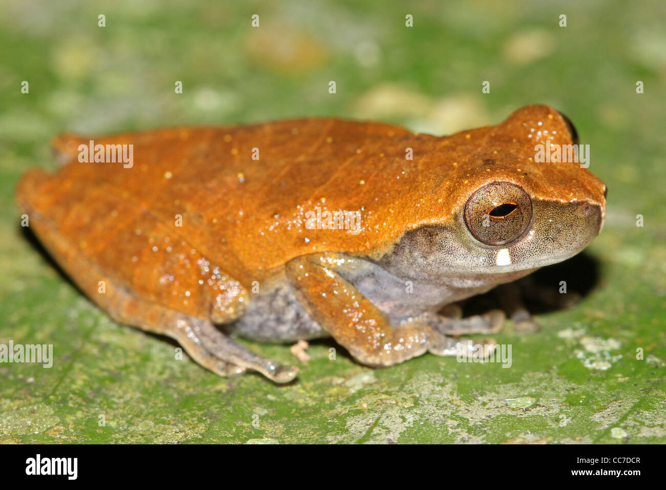 Ein Koechlin Treefrog (Dendropsophus Koechlini) im peruanischen Amazonas isoliert und viel Platz für text Stockfoto