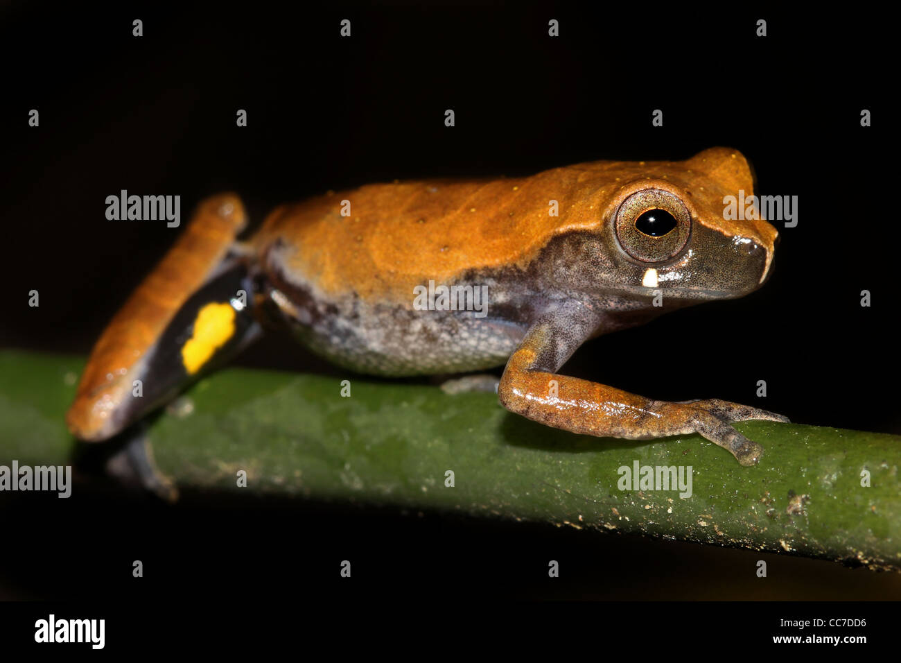 Ein Koechlin Treefrog (Dendropsophus Koechlini) im peruanischen Amazonas isoliert und viel Platz für text Stockfoto