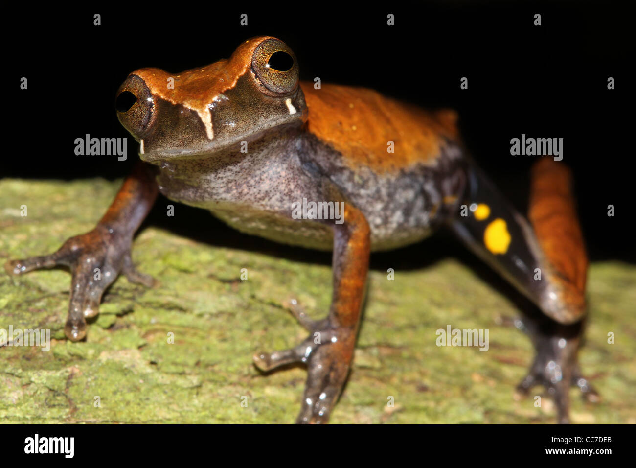 Ein Koechlin Treefrog (Dendropsophus Koechlini) im peruanischen Amazonas isoliert und viel Platz für text Stockfoto