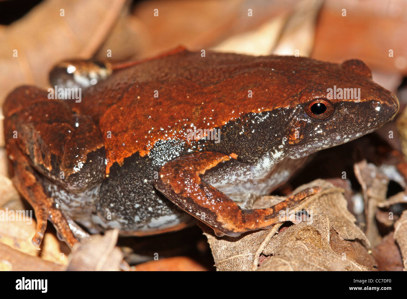 Einen niedlichen Schafe Frosch (Hamptophryne Boliviana) im peruanischen Amazonasgebiet Stockfoto