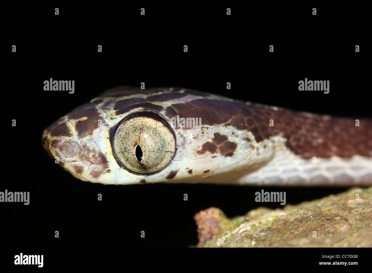 Ein Blunthead Treesnake (Imantodes Cenchoa) aus dem peruanischen Amazonas isoliert mit viel Platz für text Stockfoto