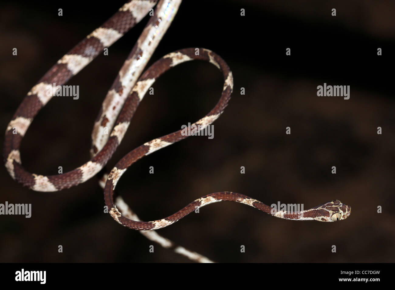 Ein Blunthead Treesnake (Imantodes Cenchoa) aus dem peruanischen Amazonas isoliert mit viel Platz für text Stockfoto