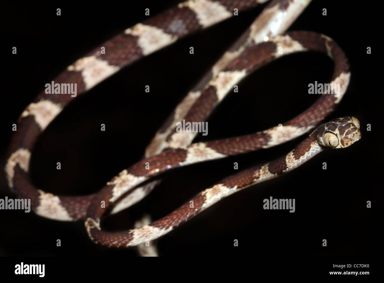 Ein Blunthead Treesnake (Imantodes Cenchoa) aus dem peruanischen Amazonas isoliert mit viel Platz für text Stockfoto
