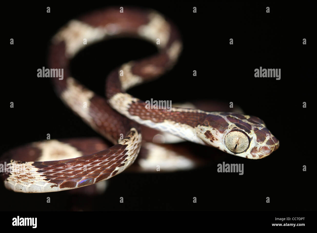 Ein Blunthead Treesnake (Imantodes Cenchoa) aus dem peruanischen Amazonas isoliert mit viel Platz für text Stockfoto
