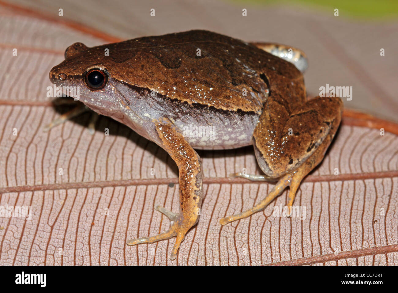 Einen niedlichen Schafe Frosch (Hamptophryne Boliviana) im peruanischen Amazonasgebiet Stockfoto