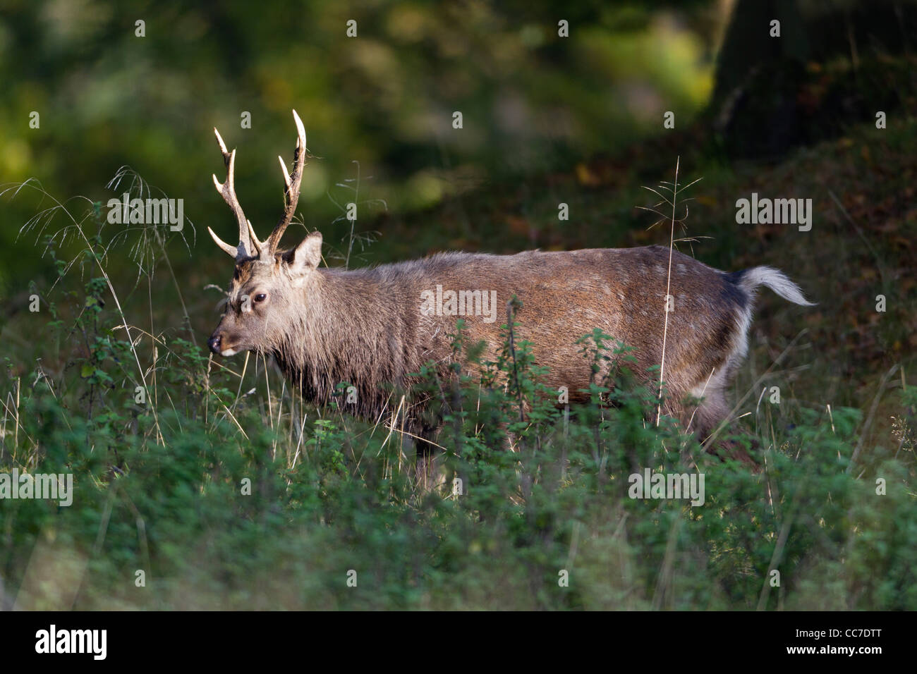 Sika Rotwild (Cervus Nippon), Hirsch, Royal Deer Park, Klampenborg, Kopenhagen, Seeland, Dänemark Stockfoto