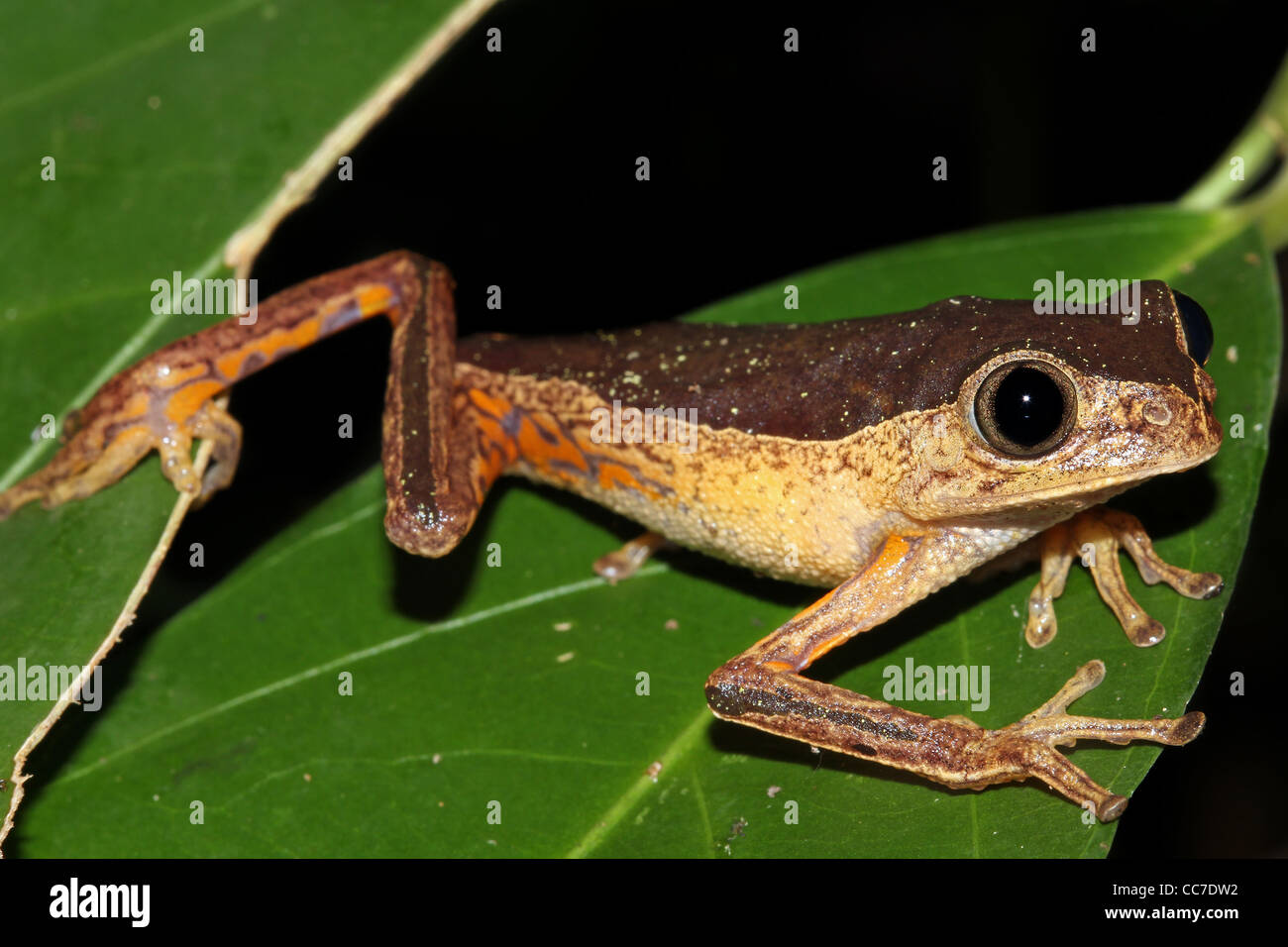Ein Affe Treefrog (Phyllomedusa Palliata) zum Entspannen in die peruanischen Amazonas lustigen Pose! Isoliert auf schwarz mit Platz für text Stockfoto