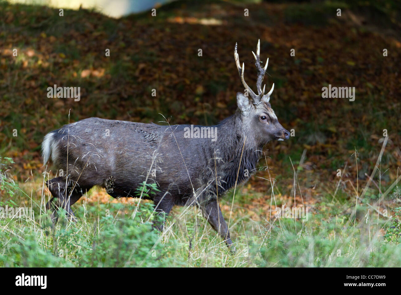 Sika Rotwild (Cervus Nippon), Hirsch, Royal Deer Park, Klampenborg, Kopenhagen, Seeland, Dänemark Stockfoto