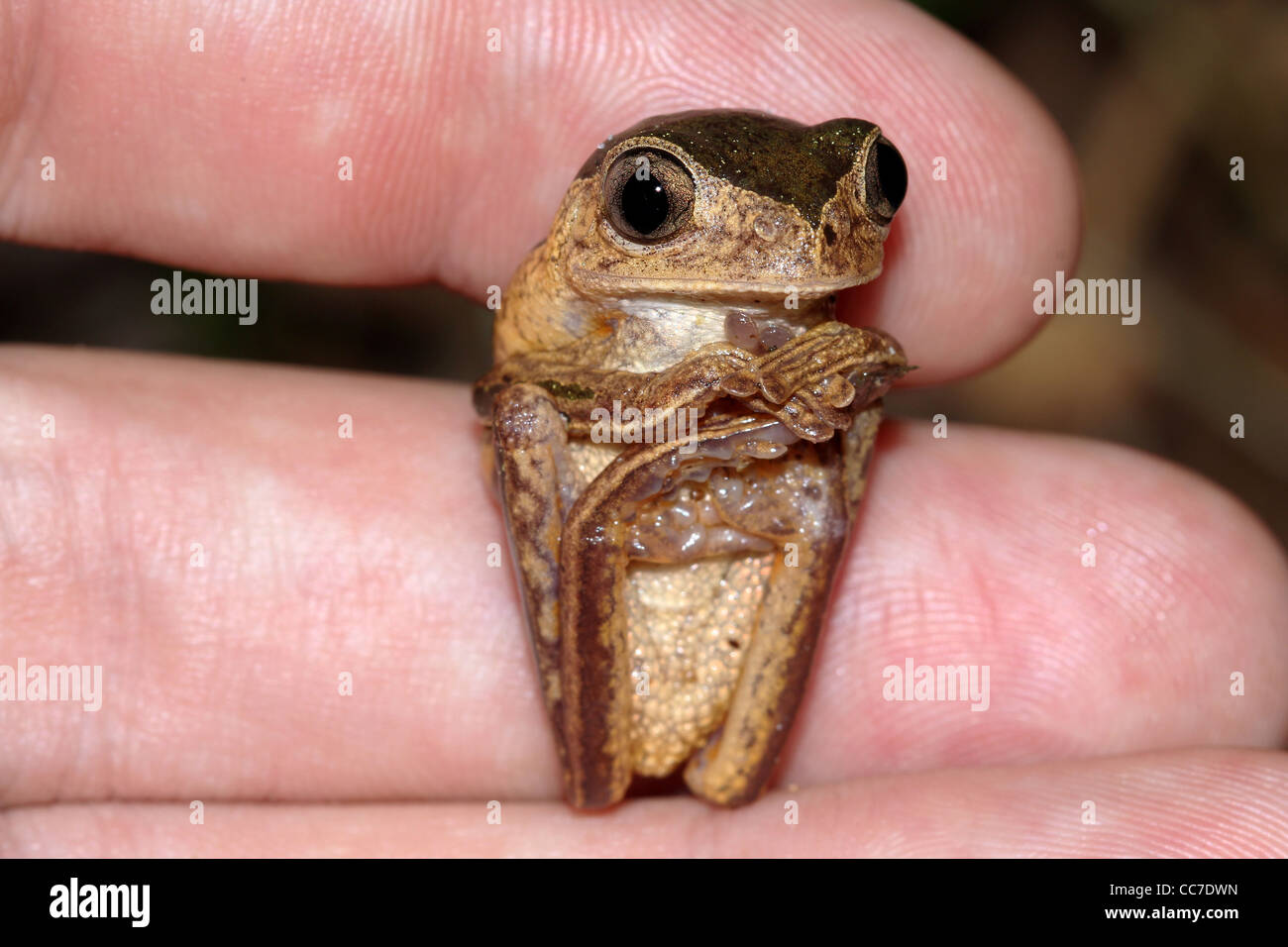 Ein Affe Treefrog (Phyllomedusa Palliata) zusammengerollt in einer Hand im peruanischen Amazonasgebiet Stockfoto