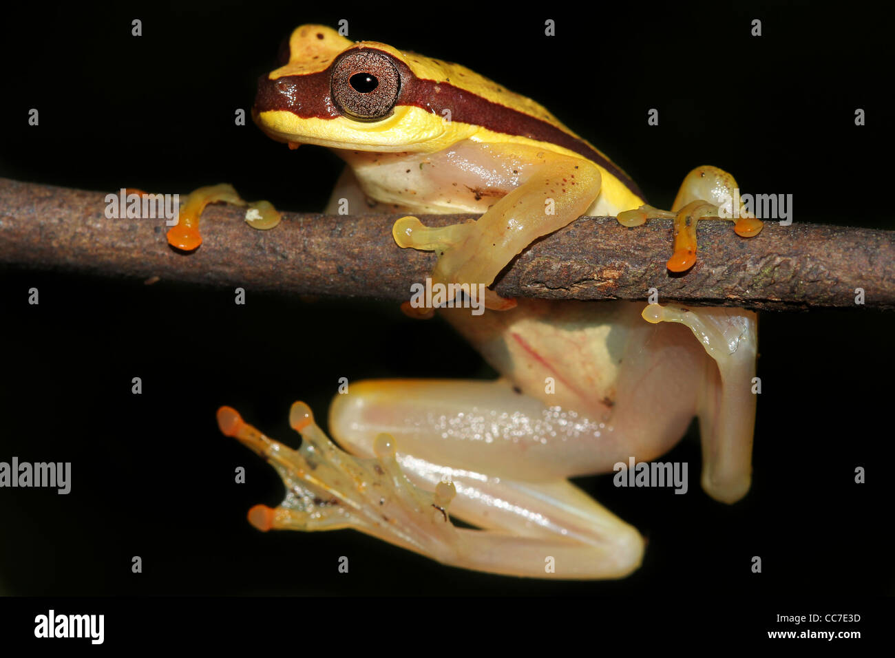 Eine niedliche rote Schürzen Treefrog (Dendropsophus Rhodopeplus) im peruanischen Amazonas isoliert mit Platz für text Stockfoto