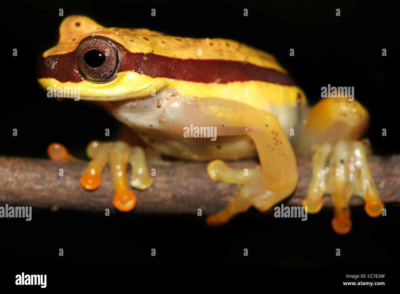 Eine niedliche rote Schürzen Treefrog (Dendropsophus Rhodopeplus) im peruanischen Amazonas isoliert mit Platz für text Stockfoto