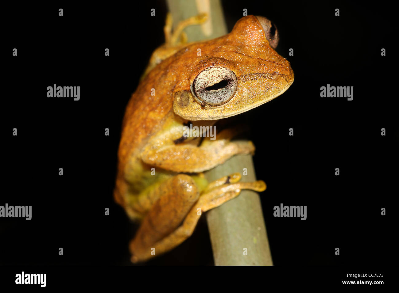Eine niedliche Gunther gebändert Treefrog (Hypsiboas Fasciatus) isoliert auf Schwarz in den peruanischen Amazonas-viel Platz für text Stockfoto