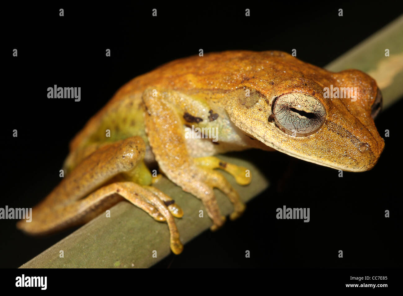 Eine niedliche Gunther gebändert Treefrog (Hypsiboas Fasciatus) isoliert auf Schwarz in den peruanischen Amazonas-viel Platz für text Stockfoto