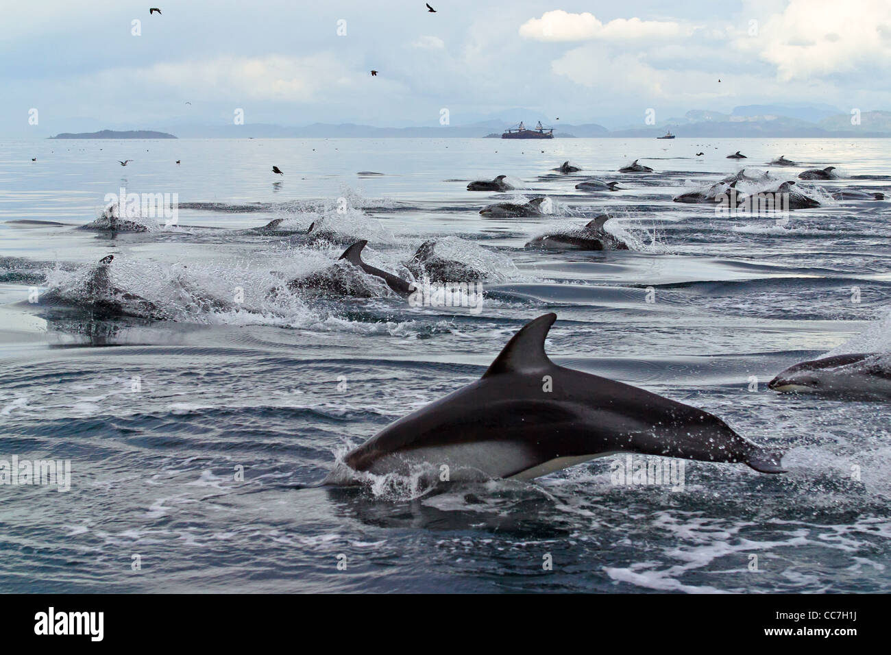 Große Gruppe von Pacific White doppelseitige Delfine (Lagenorhynchus Obliquidens) in der Queen-Charlotte-Straße aus Vancouver Island, BC Stockfoto